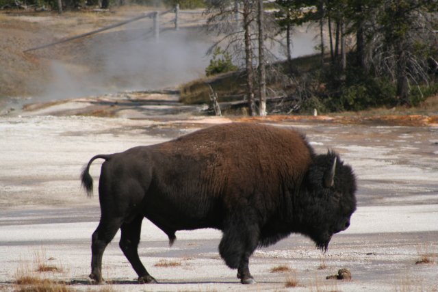 Bison